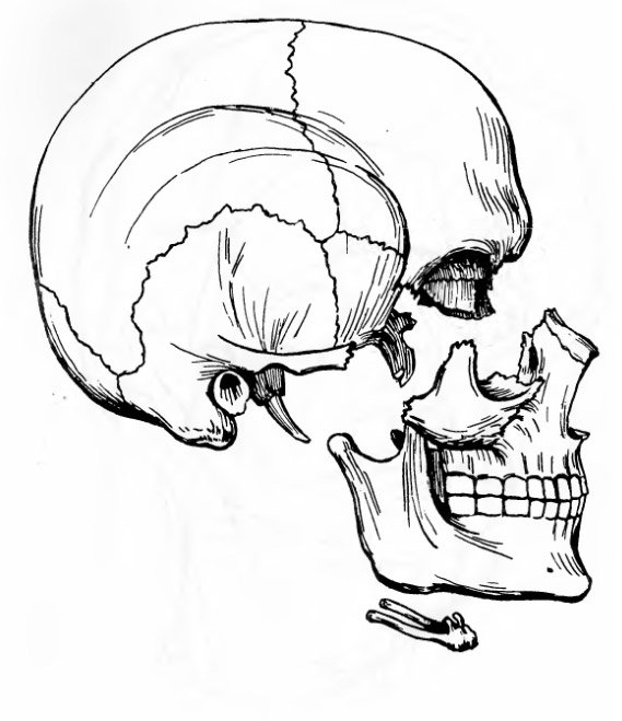 Состовные части черепа