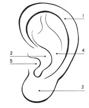 Схема строения уха