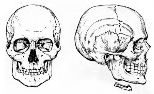 Вид черепа спереди и сбоку