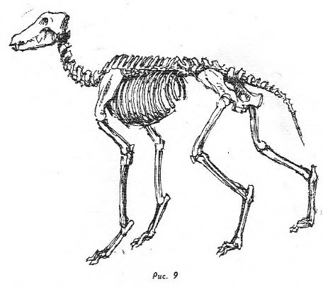 Скелет какого-то млекопитающего