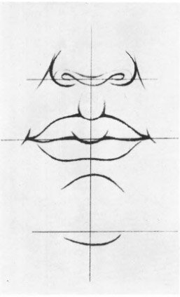 Схема строения губ