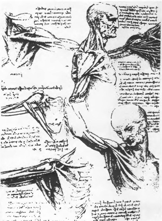 Леонардо да Винчи, анатомический рисунок